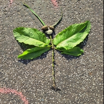 Badatelská stezka v parku Darkovičky